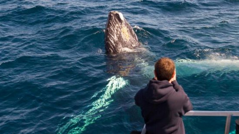 Gatherall's Puffin and Whale Watch